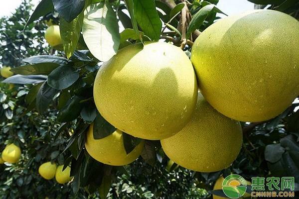 黃金蜜柚生物學(xué)特性及種植技術(shù)規(guī)程